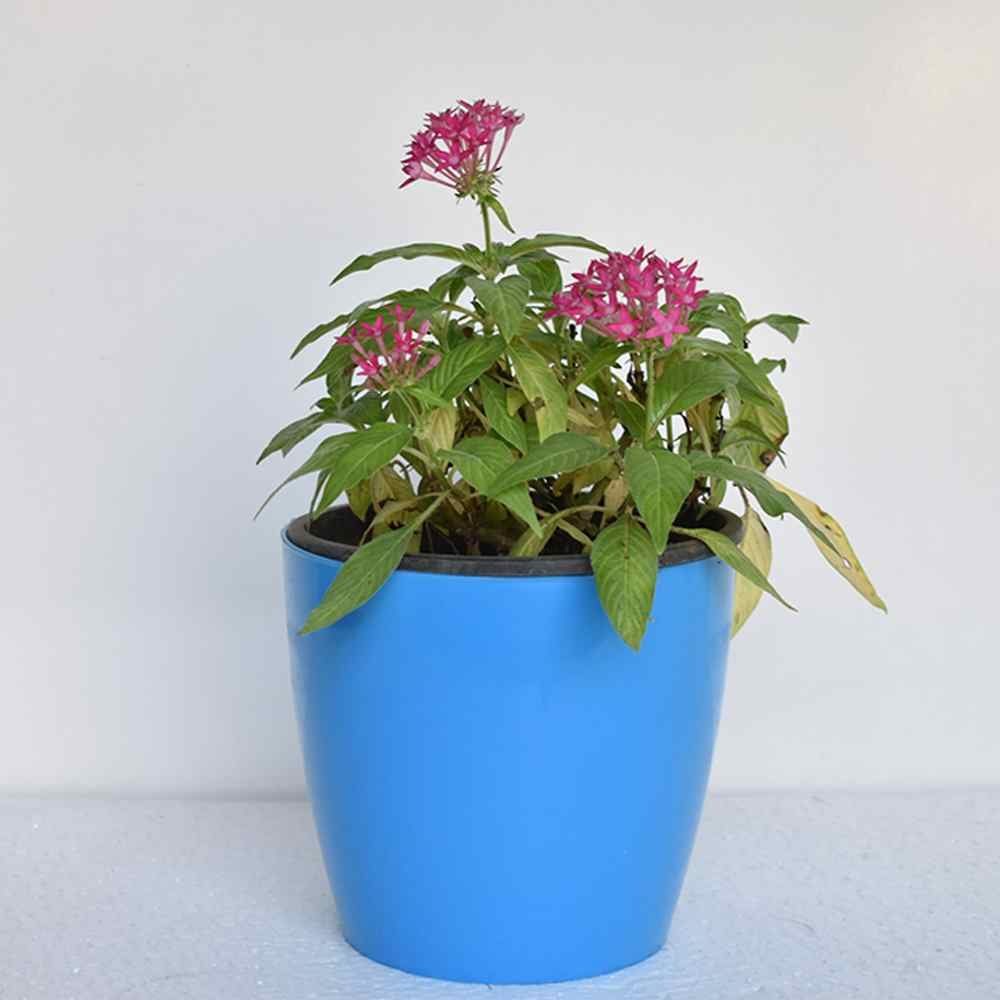 Pentas Plant